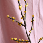 Skub billede