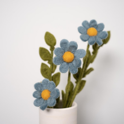 Marguerites bleues, 30 cm